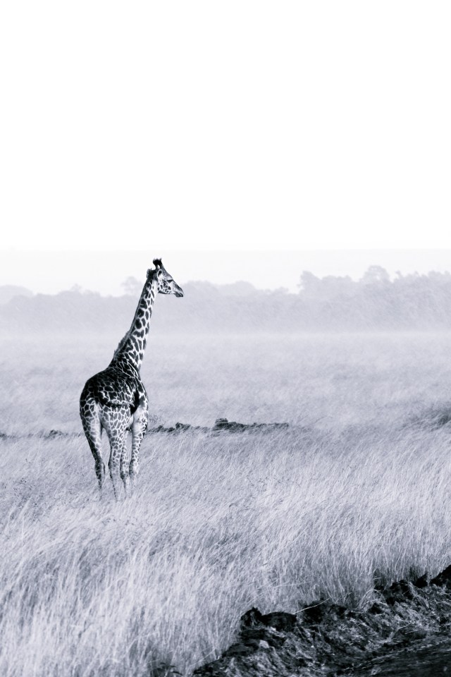 Giraffe staring out
