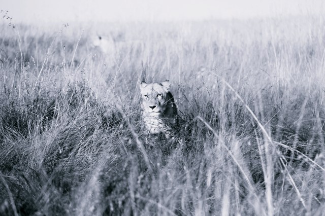 lioness in reeds